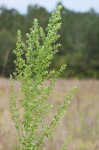 Licorice weed